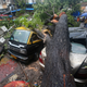 Cars damaged by a fallen tree following heavy rain in Mumbai on June 29, 2019.